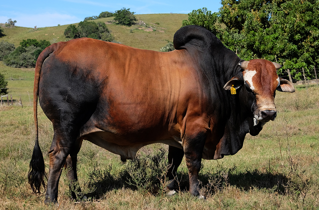 DE LA VIDA BORAN CATTLE STUD EMBRYOS It s A Way Of Life With Boran DE LA VIDA BORAN CATTLE STUD EMBRYOS It s A Way Of Life With Boran